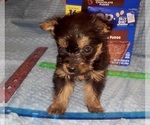 Small Photo #212 Yorkshire Terrier Puppy For Sale in AKRON, OH, USA