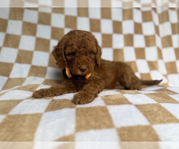 Medium Photo #8 Cockapoo (Miniature) Puppy For Sale in LAKELAND, FL, USA