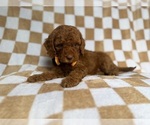 Small #7 Cockapoo (Miniature)