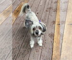 Small #4 Mutt
