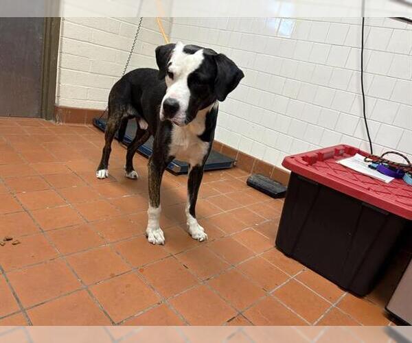 Medium Photo #1 American Pit Bull Terrier Puppy For Sale in Camarillo, CA, USA