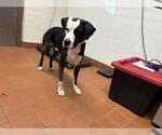 Small American Pit Bull Terrier