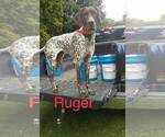 Small Photo #27 German Shorthaired Pointer Puppy For Sale in ARGONNE, WI, USA