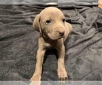 Small Photo #2 Weimaraner Puppy For Sale in LANSING, NC, USA