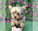 Small #2 Yorkshire Terrier