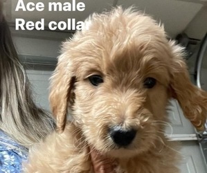 Goldendoodle Puppy for sale in ROCKMART, GA, USA