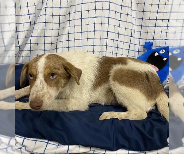 Medium Photo #1 Australian Shepherd-Unknown Mix Puppy For Sale in Modesto, CA, USA