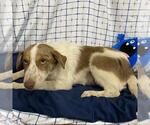 Small Australian Shepherd Mix