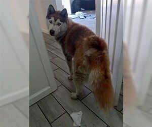 Sasha - Female Siberian Husky Dog for Adoption - Photo #2