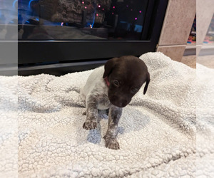 German Shorthaired Pointer Puppy for sale in MERIDIAN, ID, USA