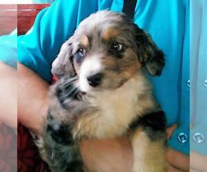 Miniature Bernedoodle Puppy for sale in NEWAYGO, MI, USA