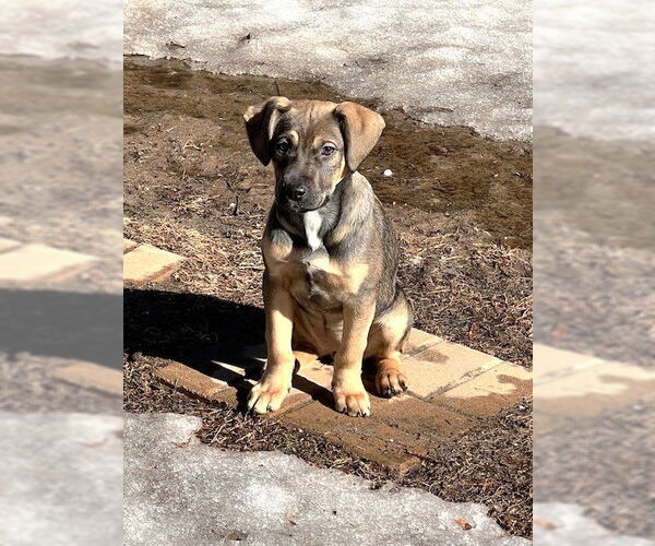 Medium Photo #1 Labrador Retriever-Unknown Mix Puppy For Sale in St. Louis Park, MN, USA