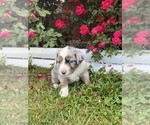 Small Photo #9 Australian Shepherd Puppy For Sale in CENTER, KY, USA