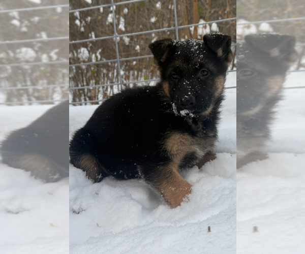 Medium Photo #8 German Shepherd Dog Puppy For Sale in MINNETONKA, MN, USA