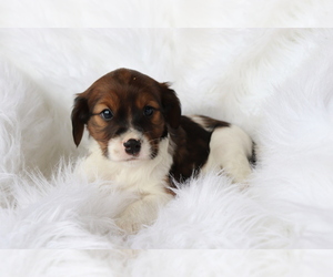 Cavalier King Charles Spaniel-Jack Russell Terrier Mix Puppy for sale in SHILOH, OH, USA