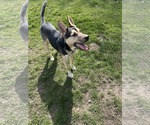 Small #1 German Shepherd Dog Mix