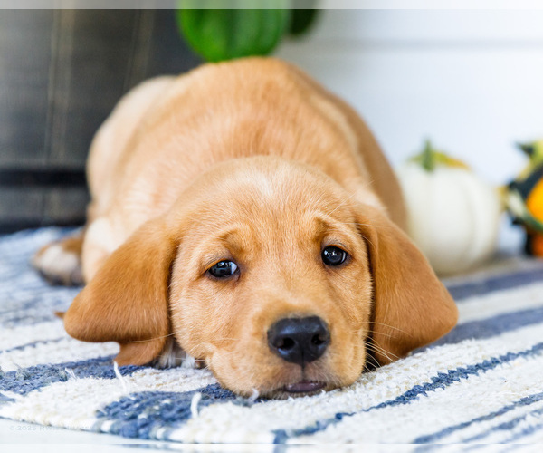 Medium Photo #2 Golden Retriever-Jack Russell Terrier Mix Puppy For Sale in WAKARUSA, IN, USA