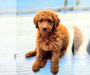 Goldendoodle Puppy for Sale in ANDERSON, Indiana USA