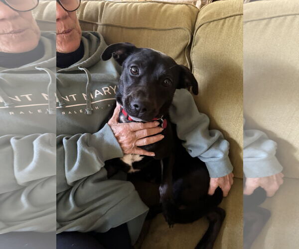 Medium Photo #17 Labrador Retriever-Unknown Mix Puppy For Sale in Garner, NC, USA