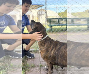 DANDY - ADOPTION PENDING! - Female Basset Hound-Unknown Mix Dog for Adoption - Photo #2