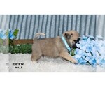 Small #24 Pug
