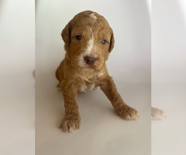 Medium Photo #8 Goldendoodle Puppy For Sale in JENKS, OK, USA