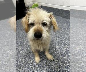 Norfolk Terrier Dogs for adoption in Grovetown, GA, USA