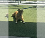 Small #2 American Pit Bull Terrier-Chihuahua Mix