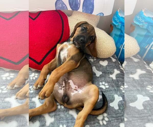 Medium Photo #4 Mutt Puppy For Sale in Greenville, SC, USA