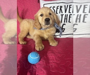 Golden Retriever Puppy for sale in GREENFIELD, IN, USA
