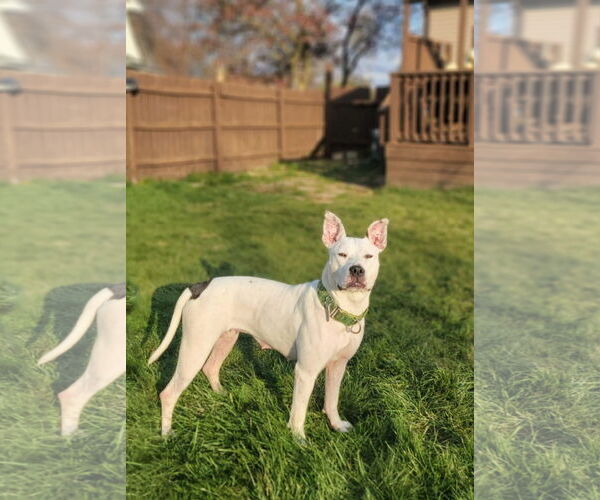 Medium Photo #12 American Pit Bull Terrier-Unknown Mix Puppy For Sale in Germantown, OH, USA