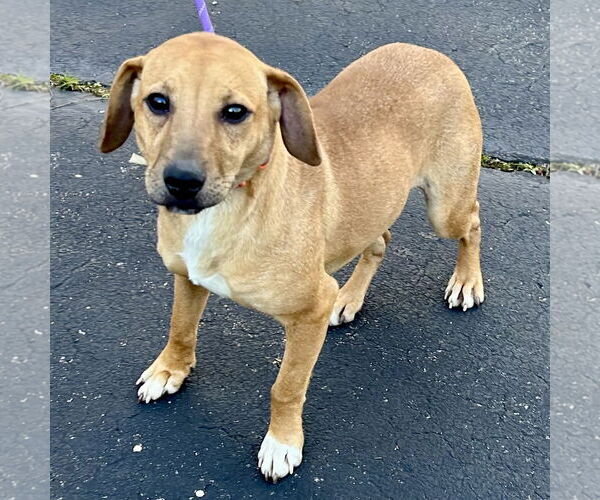 Medium Photo #1 Labbe Puppy For Sale in Batavia, OH, USA