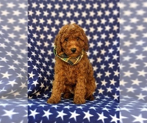 Cavapoo Puppy for sale in QUARRYVILLE, PA, USA