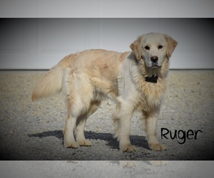 Father of the English Cream Golden Retriever puppies born on 12/18/2024