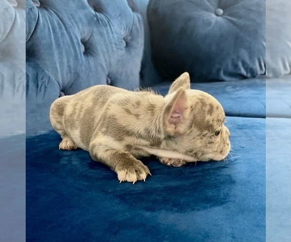 Medium Photo #57 French Bulldog Puppy For Sale in BEVERLY HILLS, CA, USA