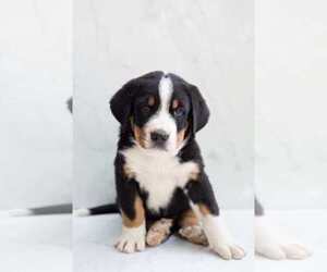 Bernese Mountain Dog-Greater Swiss Mountain Dog Mix Puppy for sale in PALESTINE, IL, USA