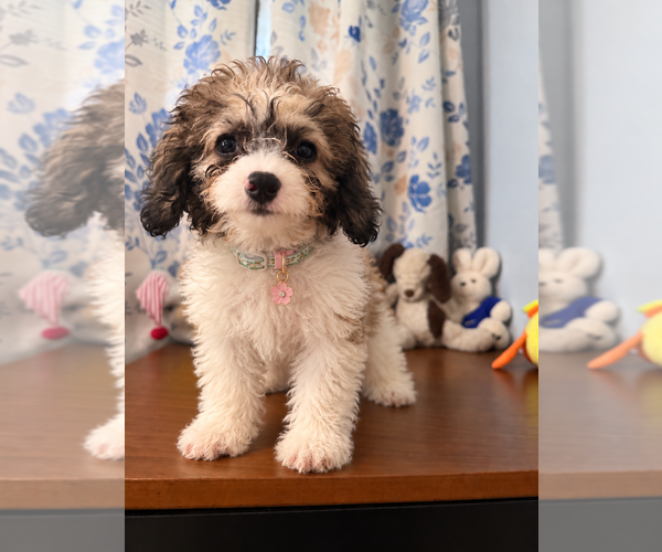 Medium Photo #38 Cockapoo (Miniature) Puppy For Sale in DURHAM, CT, USA