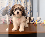 Litter of 4 - Male(s) and Female(s) Cockapoo (Miniature)Litter of Puppies for Sale - Photo #38