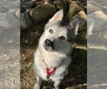 Small #1 Siberian Husky