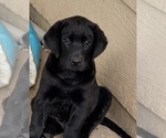 Small #3 Labrador Retriever