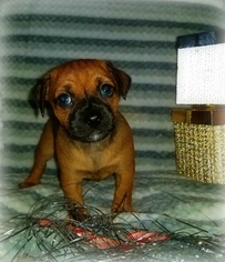 Chipin Puppy for sale in BROAD BROOK, CT, USA