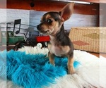 Image preview for Ad Listing. Nickname: Black n tan She