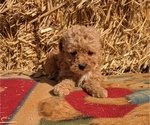 Puppy Heaven Poodle (Toy)