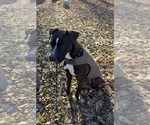 Small #3 Labrador Retriever