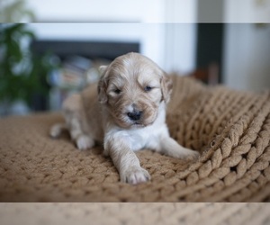 Bernedoodle-Golden Retriever Mix Puppy for sale in HARRISONVILLE, MO, USA