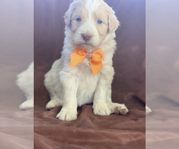 Medium Photo #3 Aussiedoodle Puppy For Sale in HANFORD, CA, USA