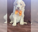 Small Photo #3 Aussiedoodle Puppy For Sale in HANFORD, CA, USA