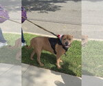 Small #2 American Pit Bull Terrier Mix