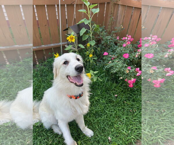 Medium Photo #2 Great Pyrenees-Unknown Mix Puppy For Sale in Brooklyn Center, MN, USA