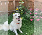 Small #1 Great Pyrenees Mix